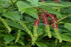 Deeringia amaranthoides